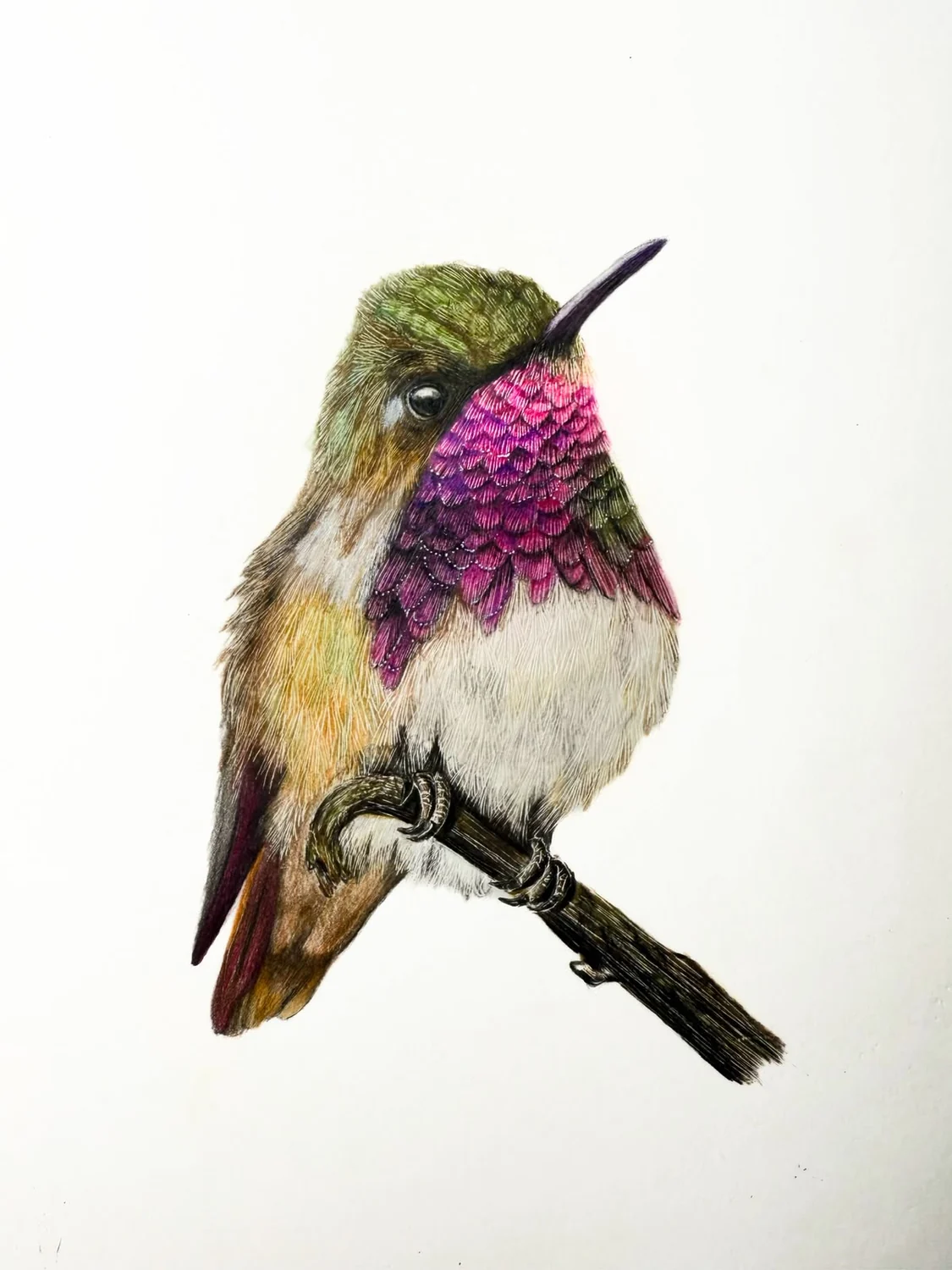 Colibrí de garganta rosa, lápiz de color sobre papel