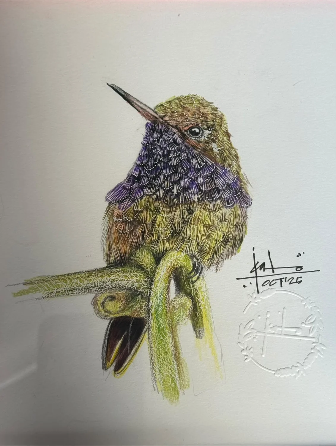 Colibrí de garganta violeta, lápiz de color sobre papel