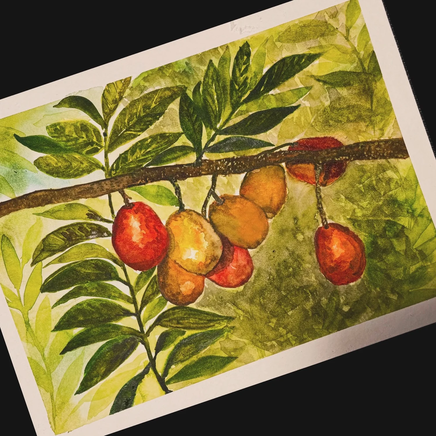 Jocotes colgando de una rama, acuarela